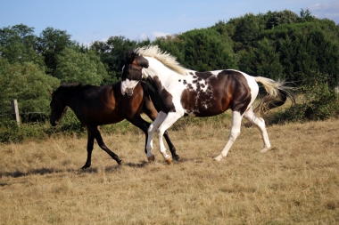 <b>H&eacute;lios, 2 ans, ao&ucirc;t 2019</b>                                                               